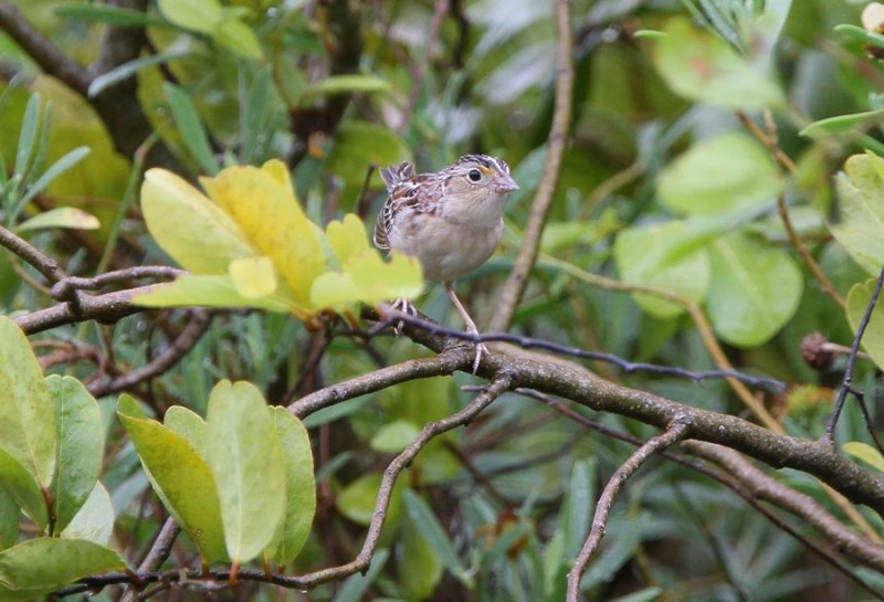 Grasshopper Sparrow