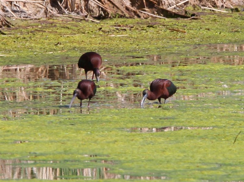 Glossy Ibis