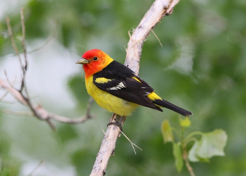 Western Tanager