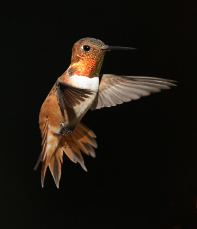 Rufous Hummingbird