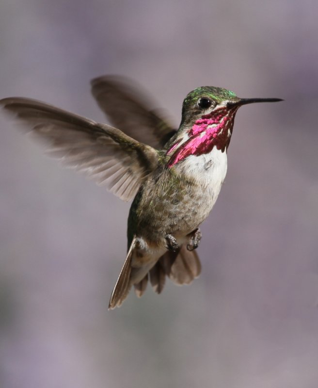 Calliope Hummingbird