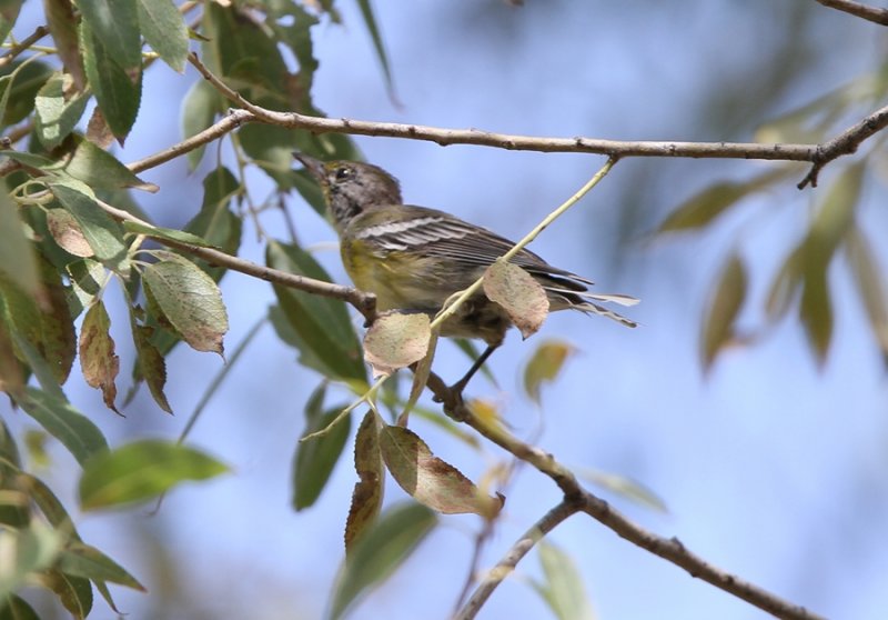 Pine Warbler