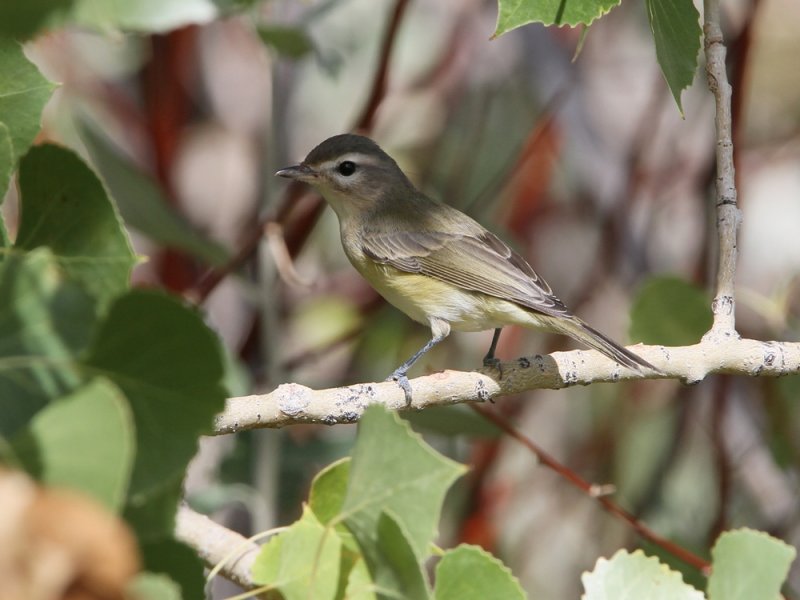 Warbling Vireo