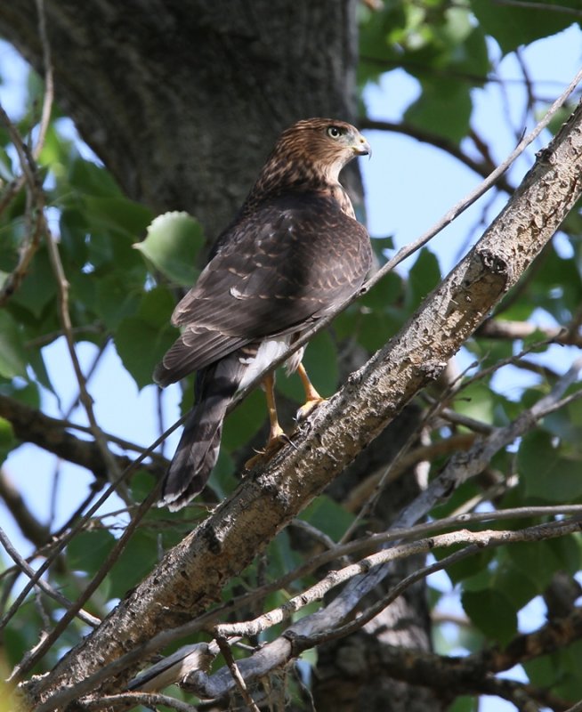 Coopers Hawk