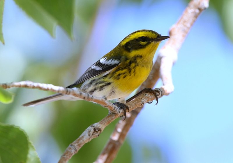 Townsends Warbler