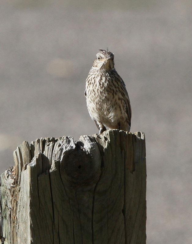 Sage Thrasher