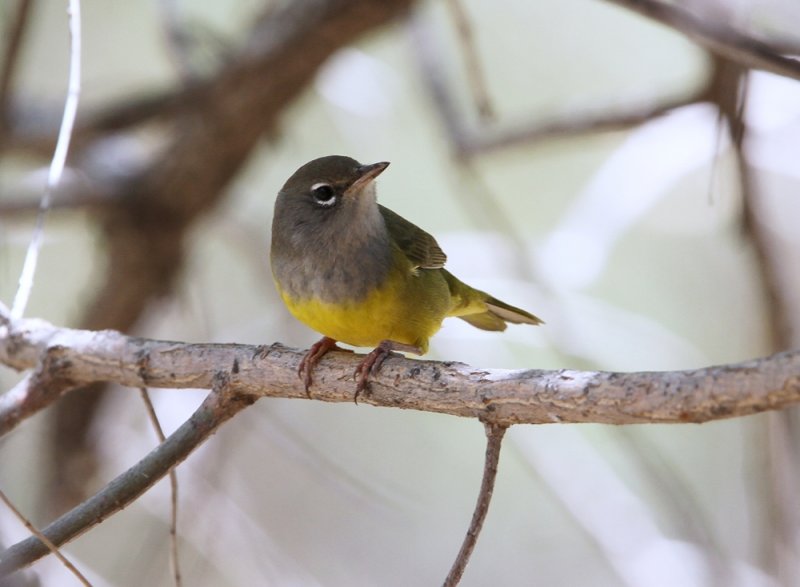 McGillivrays Warbler