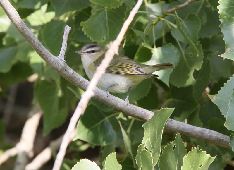 Red-eyed Vireo