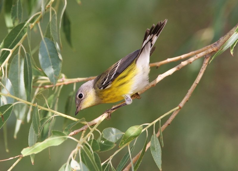 Magnolia Warbler