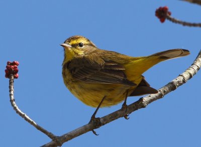 Palm Warbler