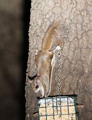 Southern Flying Squirrel