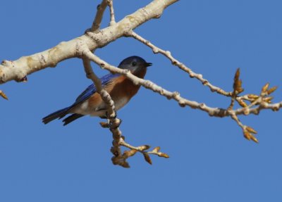 Eastern Bluebird