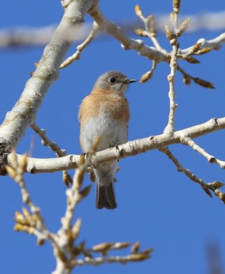 Eastern Bluebird