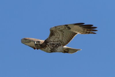 Red-tailed Hawk