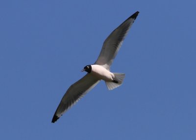 Franklin's Gull