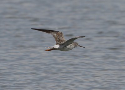 Greater Yellowlegs