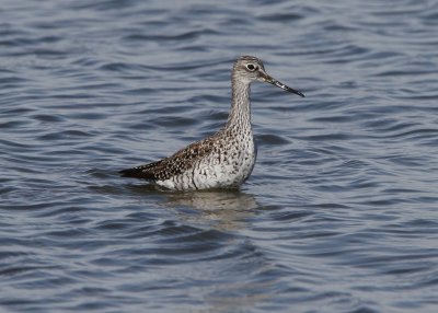 Greater Yellowlegs