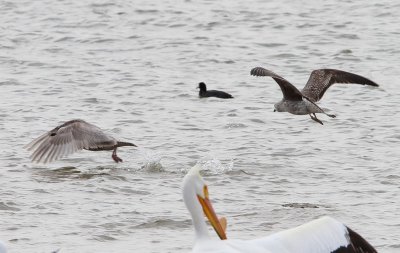 Thayers Gull - Lesser Black-backed Gull