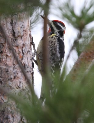 Red-naped Sapsucker