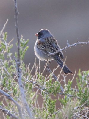 Black-chinned Sparrow