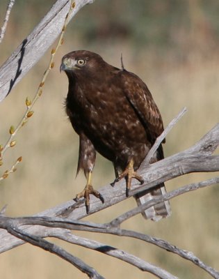 dark, juvi Red-tailed Hawk