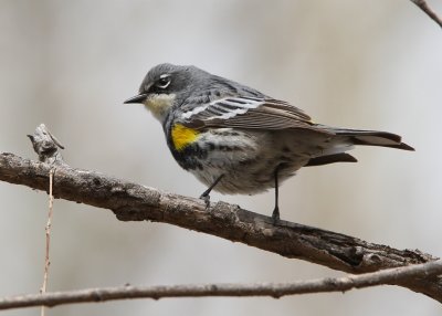 Yellow-rumped Warbler