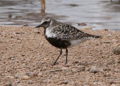 Black-bellied Plover