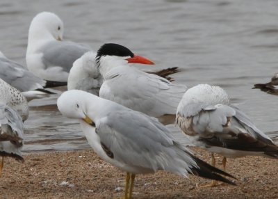 Caspian Tern