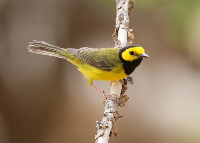 Hooded Warbler