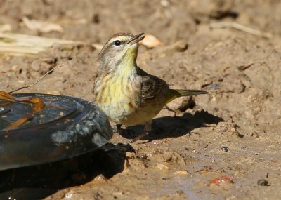 Palm Warbler