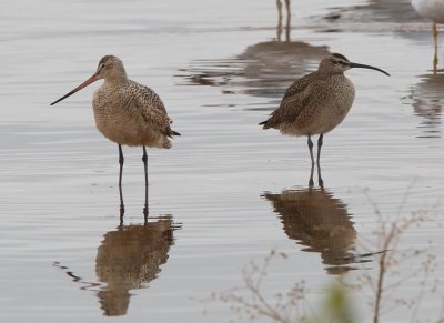 Marbled Godwit and Whimbrel