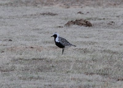 Black-bellied Plover