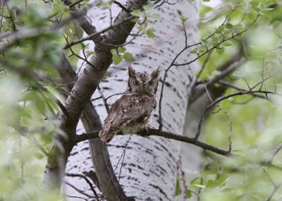 Eastern Screech-Owl