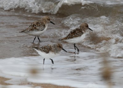 Sanderling