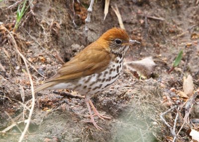 Wood Thrush