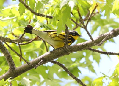 Magnolia Warbler