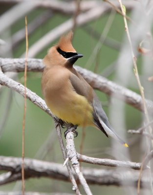 Cedar Waxwing