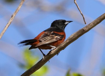 Orchard Oriole