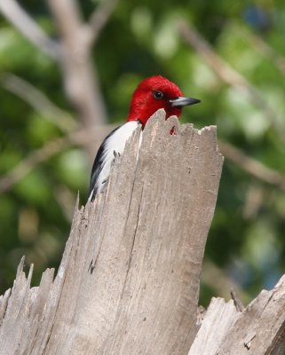 Red-headed Woodpecker