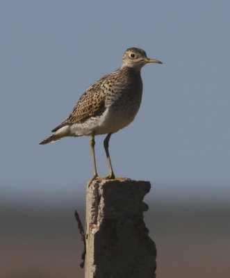 Upland Sandpiper