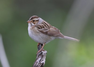 Clay-colored Sparrow