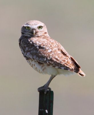 Burrowing Owl