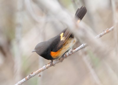 American Redstart