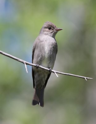 Western Wood-Pewee