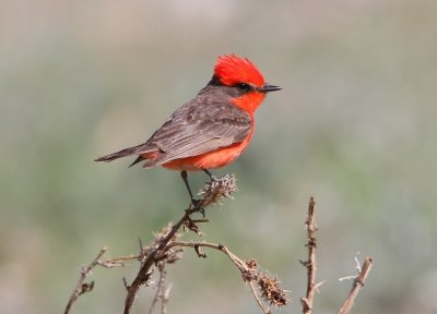 Vermilion Flycatcher