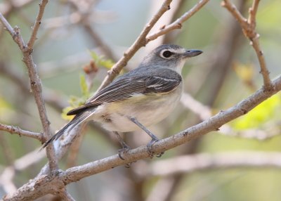 Plumbeous Vireo