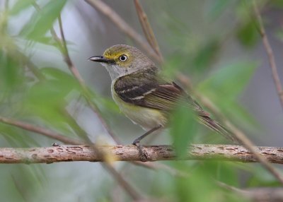 White-eyed Vireo