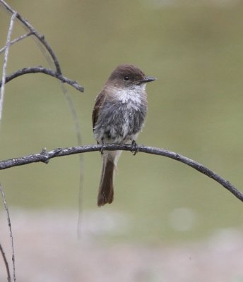 Eastern Phoebe (juvi?)