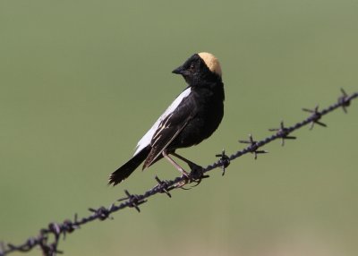 Bobolink