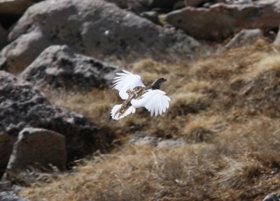 White-tailed Ptarmingan